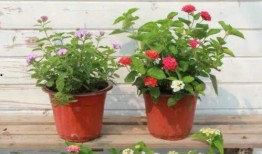 美国华人圈最新爆料视频,揭秘视频背后的惊人真相！